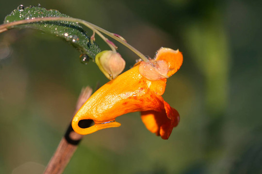 不要碰我的Orange Jewelweed