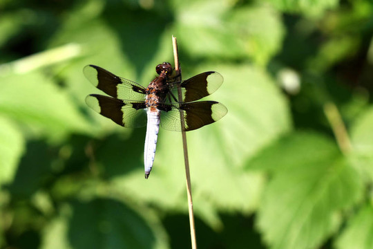 常見的Whitetail Dragonfly
