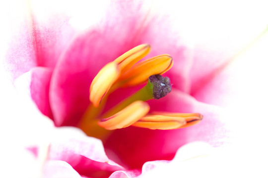 百合花的特寫