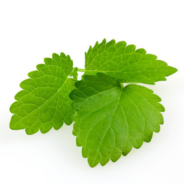 檸檬香蜂草