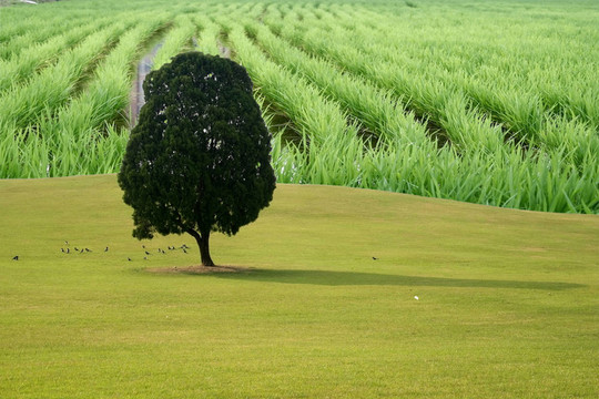 春景與稻田