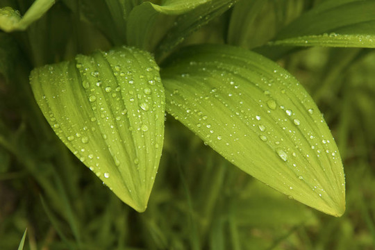 雨后蒜葉
