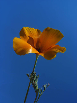 橙花對(duì)抗藍(lán)天