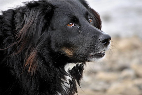 邊境牧羊犬的畫像