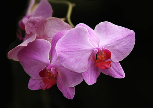 蘭花