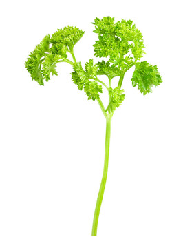 歐芹分離枝