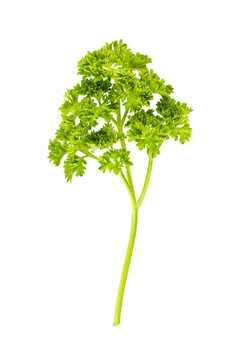 歐芹的分離枝