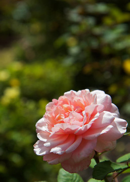 大Pink Rose