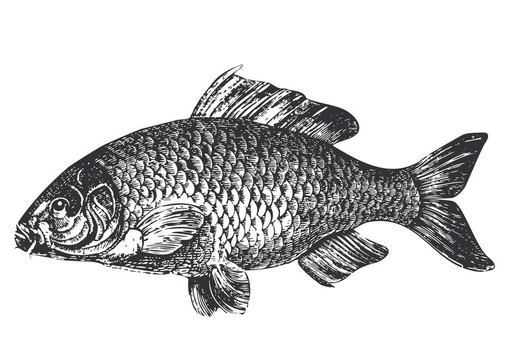 鯉魚(yú)魚(yú)古董插畫(huà)