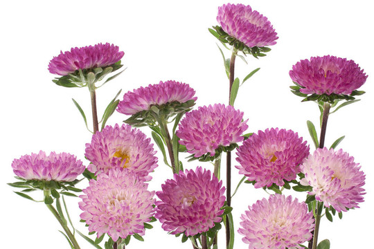 中國紫菀