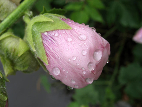 粉紅錦葵芽在雨滴