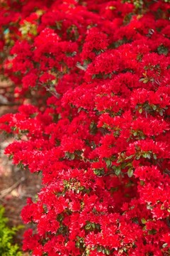 杜鵑花