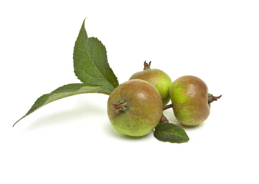 蘋(píng)果