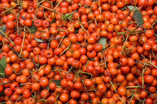 Rowan berry的背景