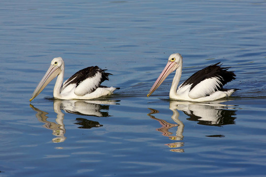 澳大利亞鵜鶘（Pelecanus conspicillatus）；在湖販子游泳；珀斯；西澳大利亞。
