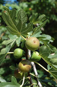 無花果樹的果實（Ficus carica）