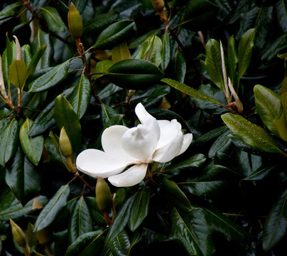 雨中木蘭樹與White Bloom