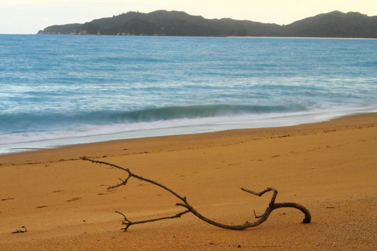 海灘上的樹枝