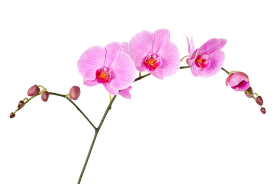 白蘭花