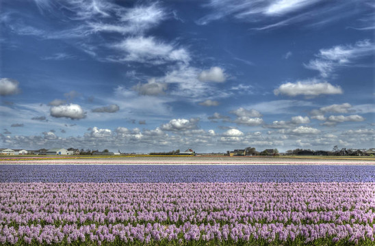 Flowerfield在荷蘭