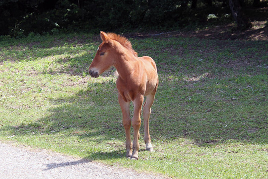 小馬