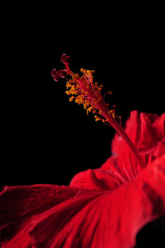 芙蓉花的雄蕊