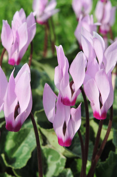 仙客來(lái)的花