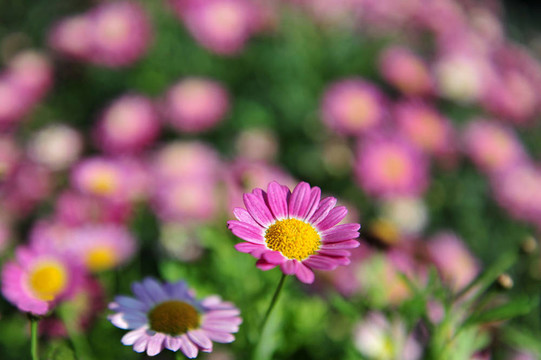 雛菊花