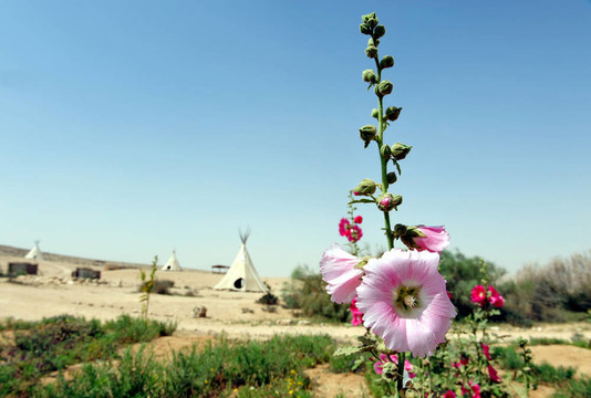 Pink Gladiolus和White Tepee Tents