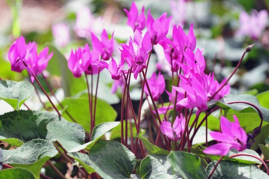 仙客來的花