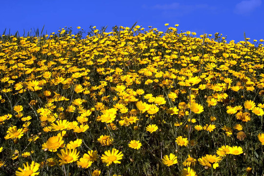 野生黃Daisy Flowers
