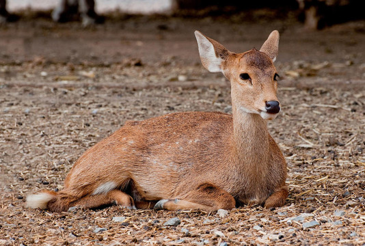動物園里的鹿