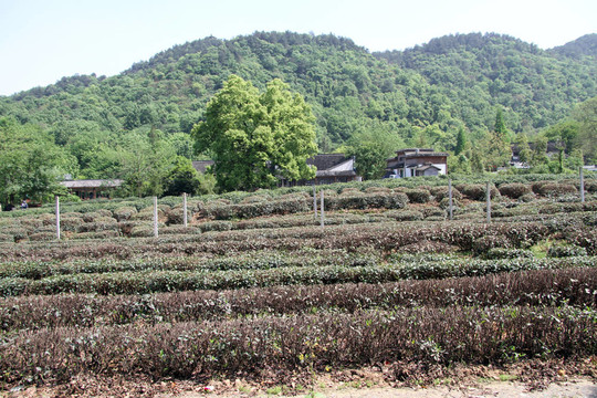 Hill和茶