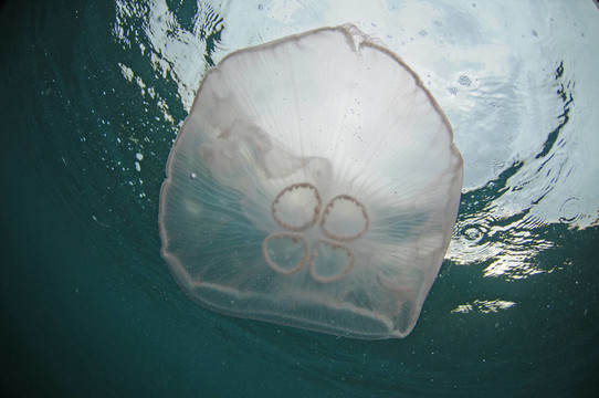 海蜇在海洋