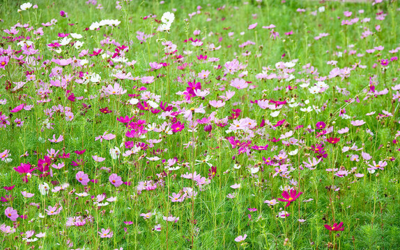 菊花場