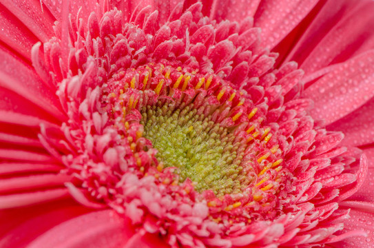 粉紅色的鮮花