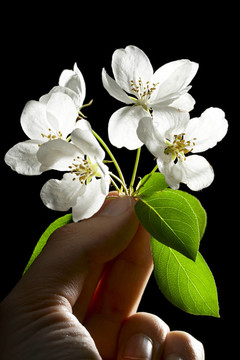 黑蘋果樹花