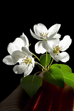 黑蘋果樹花