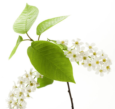 鳥櫻花在白色的樹上