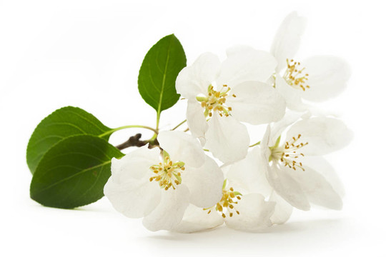 蘋果樹花白色