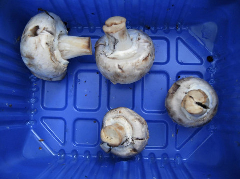 白蘑菇在藍(lán)色塑料盒
