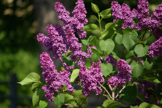 丁香花在春天