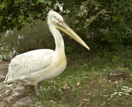 Pelican在野生動(dòng)物