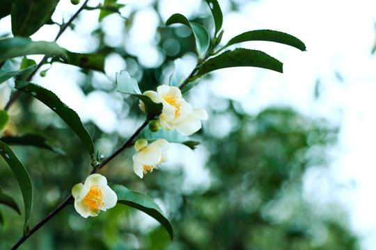 茶樹開花
