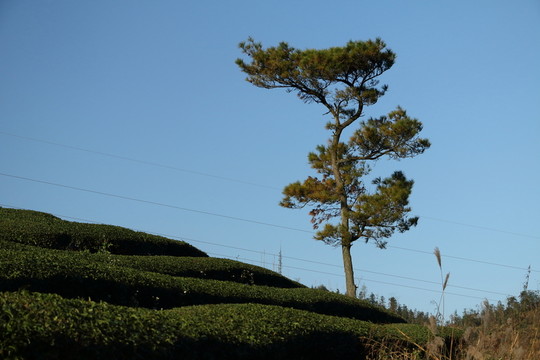 長龍風(fēng)景