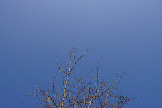 樹枝