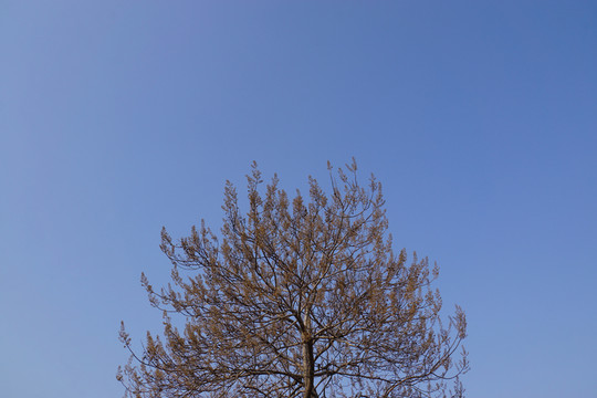 樹枝