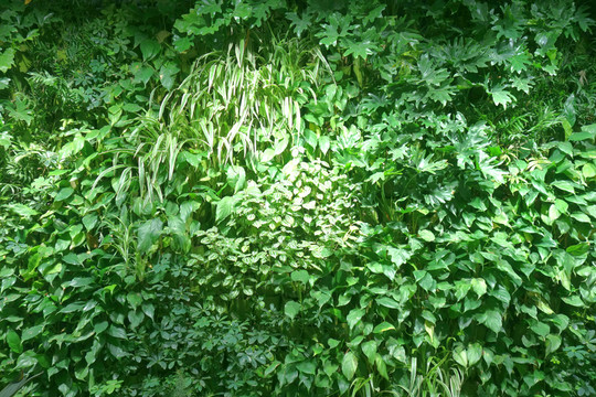 植物墻 綠色背景