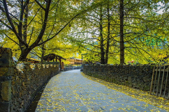 騰沖 銀杏