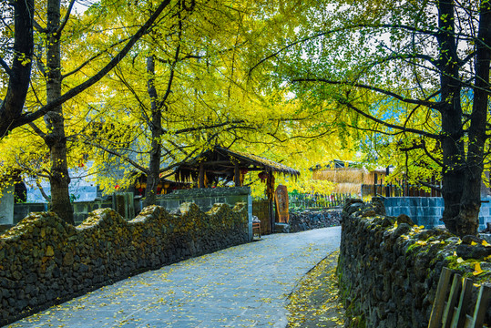 騰沖 銀杏